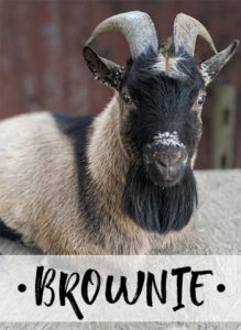 Goat named Brownie