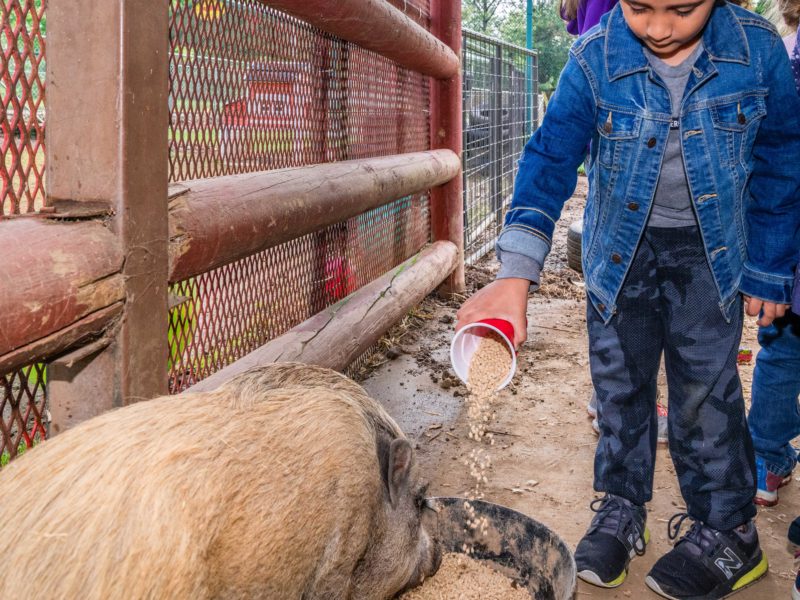kids at petting zoo in Hagan Community Barn