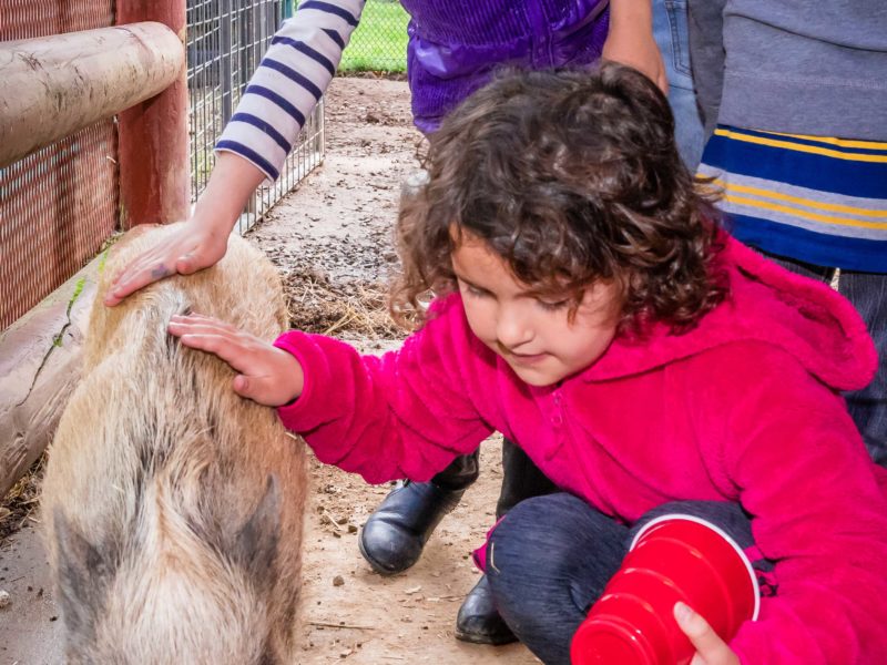 kids at petting zoo in Hagan Community Barn