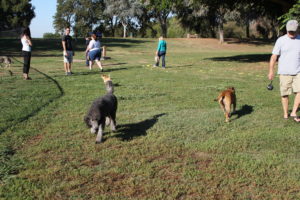 people and dogs at Hagan Community Dog Park