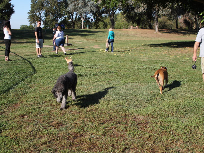 people and dogs at Hagan Community Dog Park