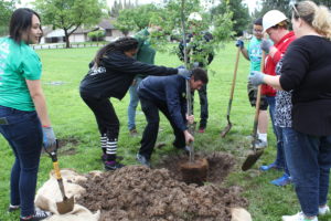 volunteers plant trees at Sunriver Park